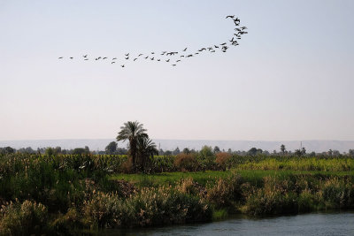 Ducks over the Nile