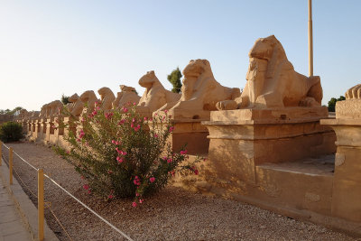 Avenue of ramshead sphinxes