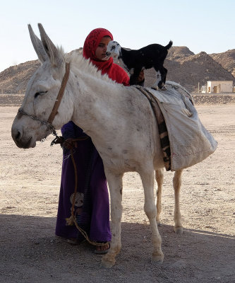 Girl with donkey and kid