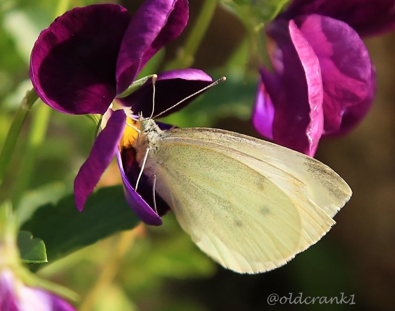 IMG_0984 white  butterfly.JPG