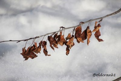 IMG_5140oldcrankleavesclothesline.JPG