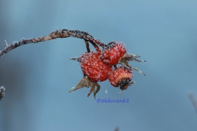 IMG_5398oldcrankfrostrosehips.JPG