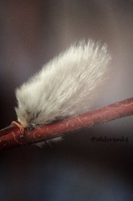 IMG_5515oldcranksingle pussy willow.JPG