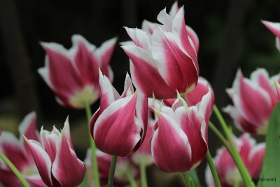 IMG_6445oldcranktulips.JPG