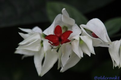 IMG_6767oldcrank1redwhiteflower.JPG