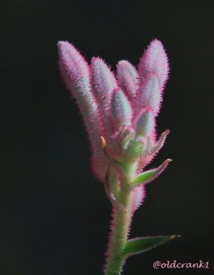 IMG_6739oldcrankpinklambsear.JPG