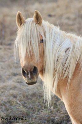 Horses dogs cats and pets of all sorts