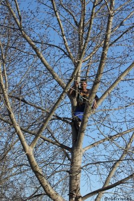 IMG_9654pbtreeclimber.JPG