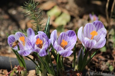 IMG_0880pbdkgarden2014.JPG