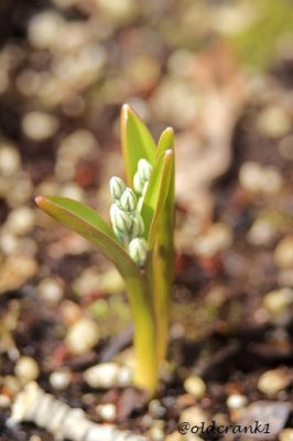 IMG_0841pbdkgarden.JPG