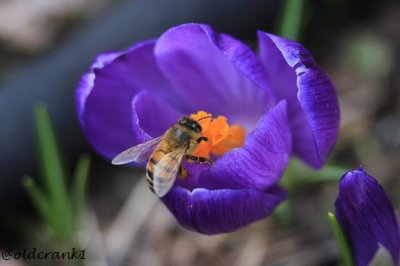 IMG_0837pbdkgarden.JPG