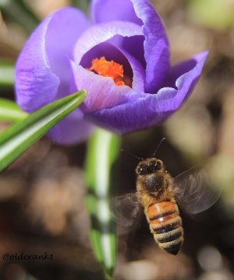 IMG_0800pbdianesgarden2014.JPG