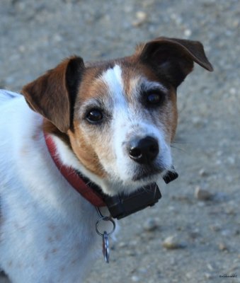 IMG_8468pbjackrussel.JPG