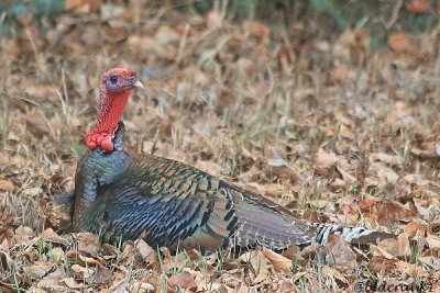 IMG_8832pbwildturkey.JPG