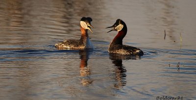 IMG_0322pbtalkingducks.JPG
