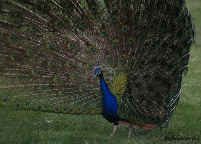 IMG_0648pbpcock.JPG