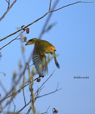 IMG_1217 (2)pbyellowfinch.jpg