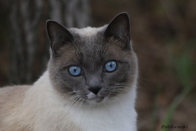 IMG_6659 (2)pbkitty.jpg