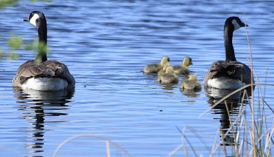 may252014 various off corrupt chip baby geese 209.JPG