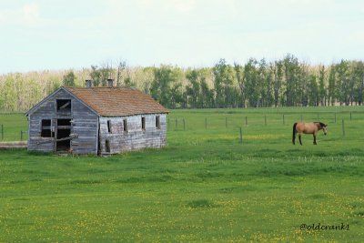 IMG_8937pboldbarn n horse.JPG