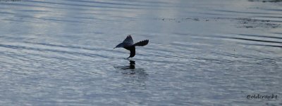 IMG_9414 (2)pbshrikecrop.jpg