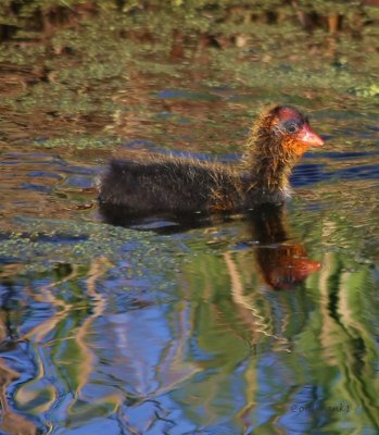 IMG_9678pbbabycoot.JPG