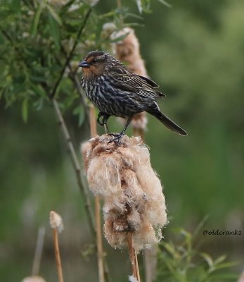 IMG_1041pbredwing blackbird female.JPG