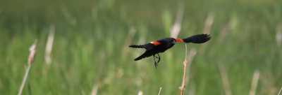IMG_0970pbblackbird in flite.JPG