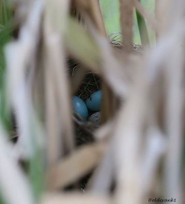 IMG_1037pb redwing black bird nest june 16 2014.JPG