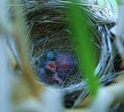 IMG_2046pb blackbird babies june 23 2014.JPG