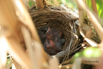 IMG_2565pb baby redwing blackbirds june 27.JPG