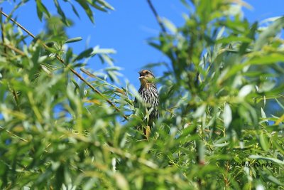 IMG_2569pbredwing blackbird mom.JPG