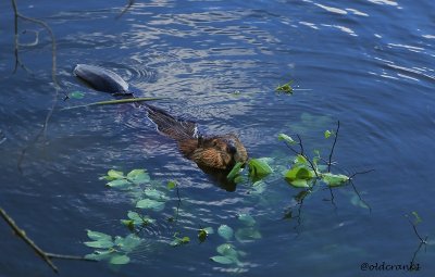 IMG_0565pb beaver .JPG