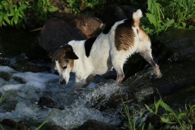 IMG_4816pb Tippy.JPG