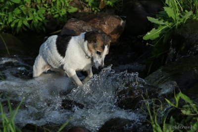 IMG_4821pb Tippy.JPG