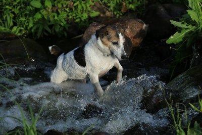 IMG_4823pb Tippy jrt.JPG