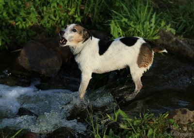 IMG_4833pb Tippy.JPG