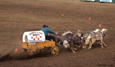 IMG_6885pb rimbey mini chucks 2013.JPG