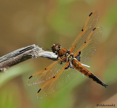 IMG_4279 (4) pb dragonfly.jpg