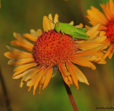 IMG_9803 (2)pb green hopper on daisy.jpg