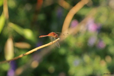 IMG_0473 (2)pb dragonfly.jpg