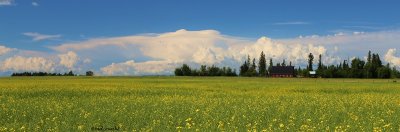 IMG_O958 pb clouds over canola.jpg