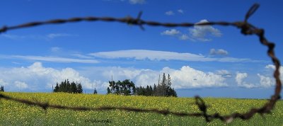 IMG_0951 (3)pb barb wire framed clouds over canola.jpg