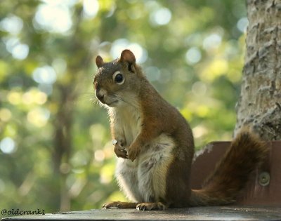 IMG_0761pb squirrell.JPG