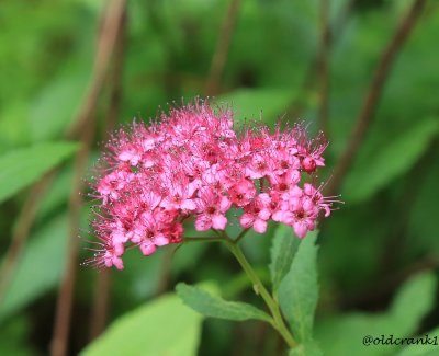 IMG_4645 dk red flower.JPG