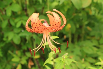 IMG_4573 dk orange lilly.JPG