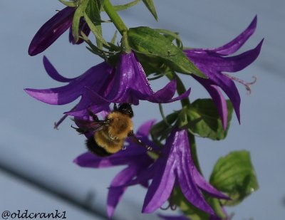 IMG_4594 dk bee in blue bell.JPG