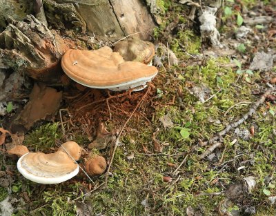 IMG_4641 dk fungi.JPG