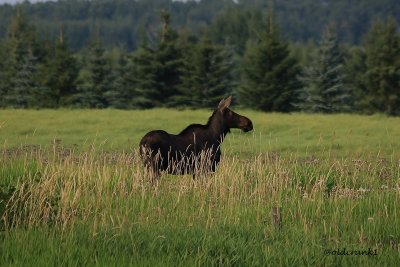 IMG_5255 moose @ebf.JPG