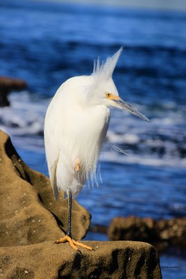 IMG_0796 egret.JPG
